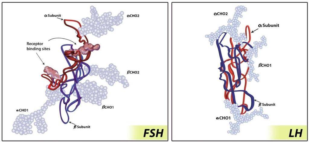 Par conséquent, les niveaux normaux de FSH sont essentiels pour fonder une famille