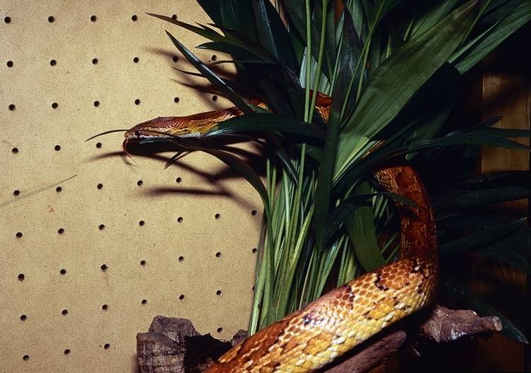 Taille de serpent jarretière : quelle est la taille des serpents porte-jarretières ?