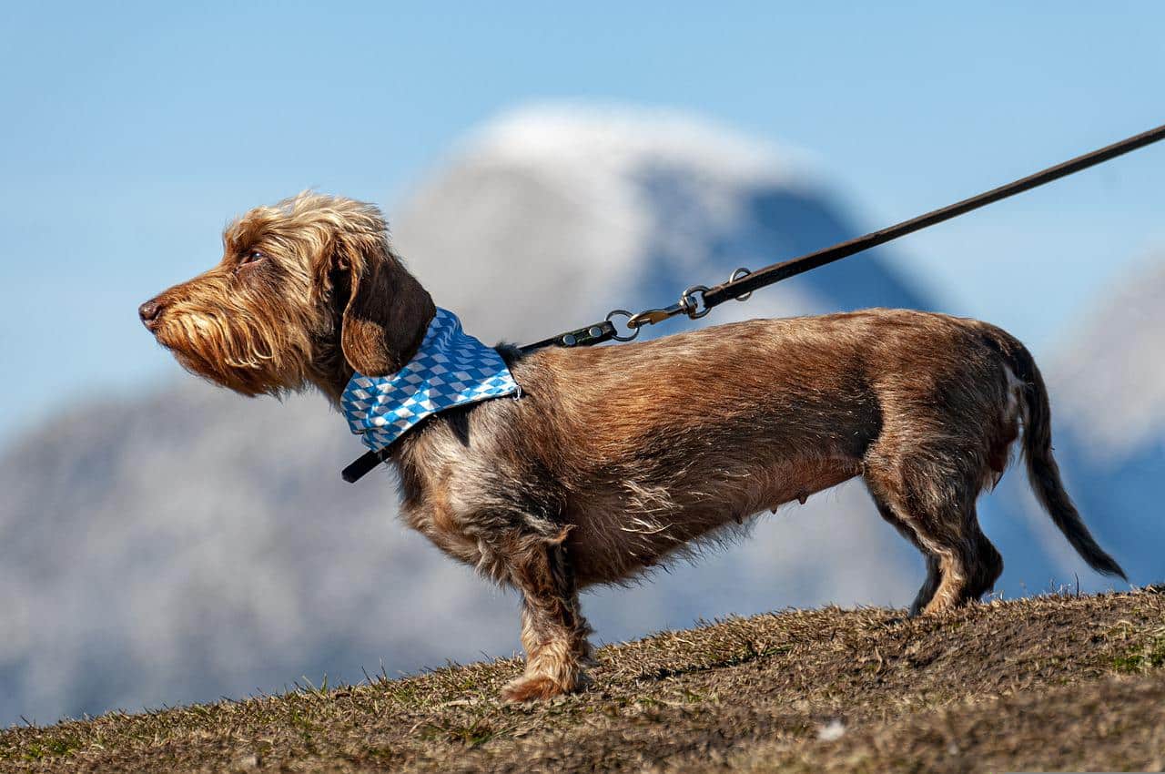 Tout savoir sur le harnais pour chien et ses utilités